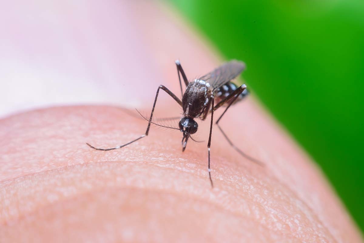 Pictures Of Midge Bites Uk