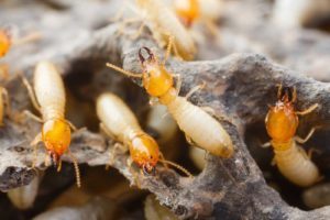 Termite Inspection Residential Pest Control