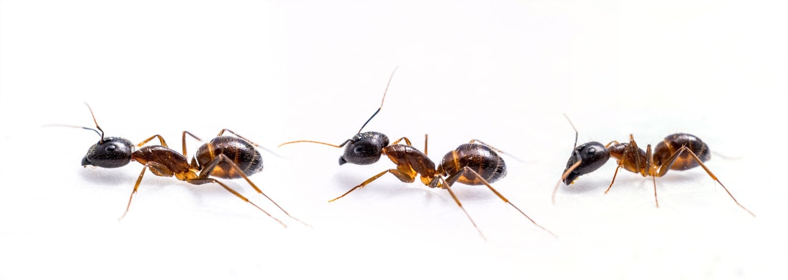 Ant Control Gladstone Treatment, Eradication Control Pest Management