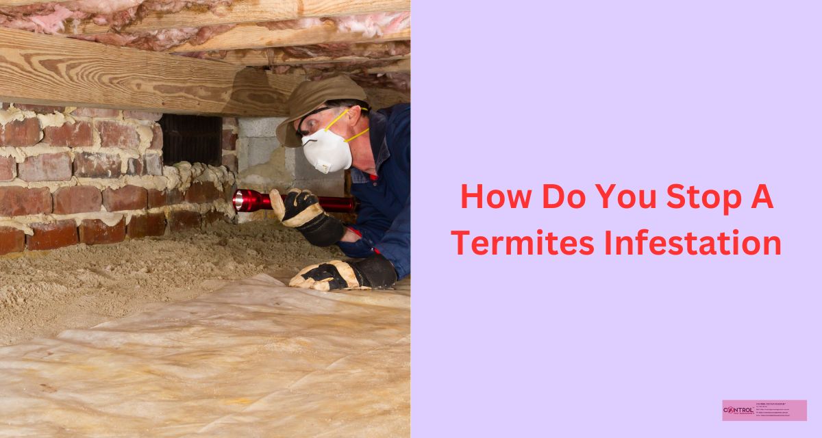 Can Termites Come Back If Untreated - Control Pest Management Pest Control