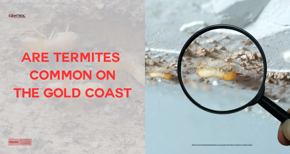 Termite and Pest Control Professionals Gold Coast Brisbane Gladstone