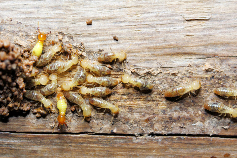 3-most-destructive-termite-species-in-queensland